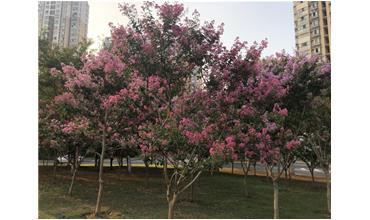 夏秋季節，錫城首次驚現紫薇花開(kāi)美景